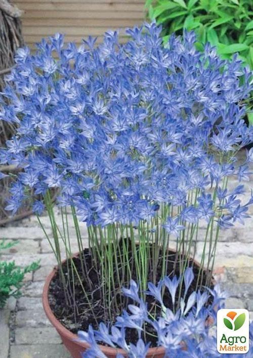 Трителия "Фабиола" (крокус летний) 1шт в упаковке