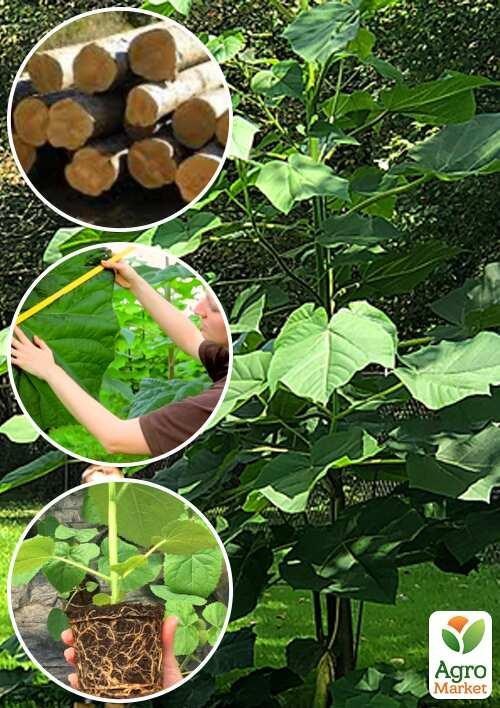 Павловнія для деревини "Paulownia Energy" (Морозостійкий Superhybrid 33С) вазон Р9