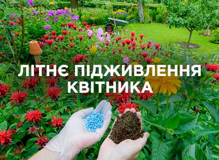Чим краще підживлювати квітник влітку?