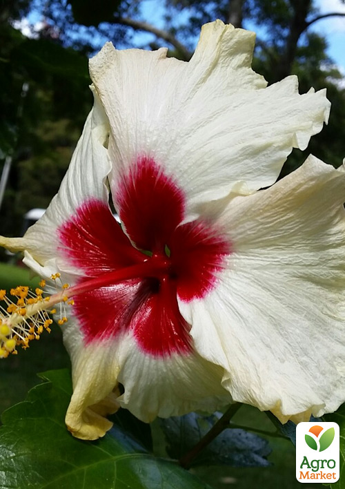 Гибискус комнатный "Boreas White" (контейнер С3)