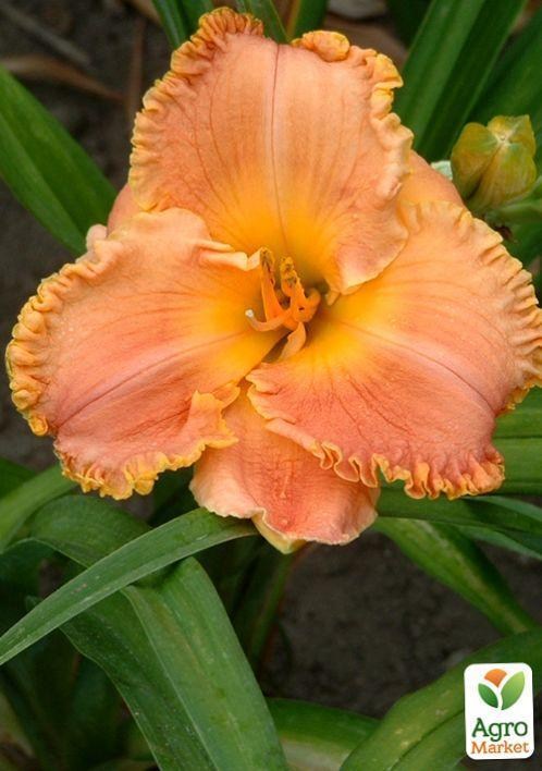 Лилейник "Lori Goldson" 1шт в упаковке - фото 4