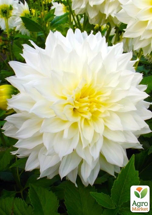 Георгина "Fleurel" (гигантский цветок)