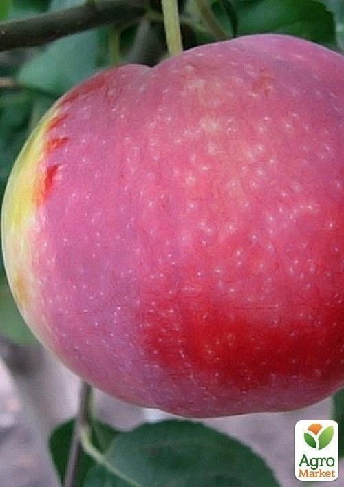 Яблоня "Виста Белла" - фото 3