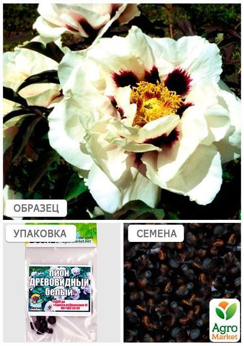 Пион "Древовидный" (белый) (Зипер) ТМ "Весна" 7шт - фото 3