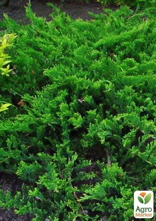 Можжевельник горизонтальный "Принц Уэльский" (Prince of Wales) горшок P9