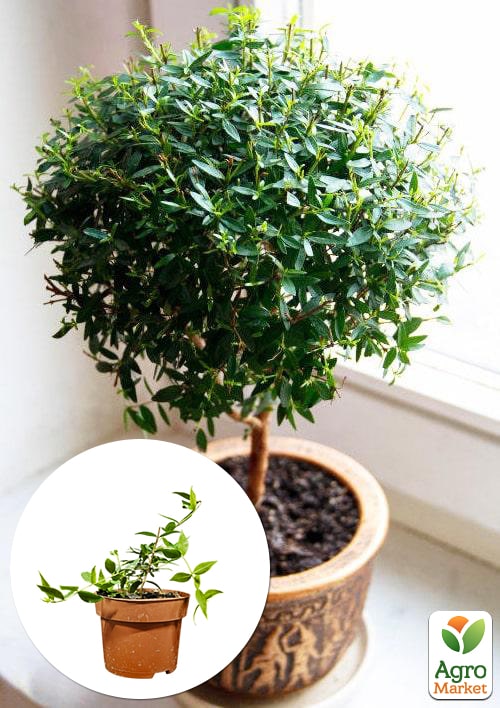 Мирт кімнатний