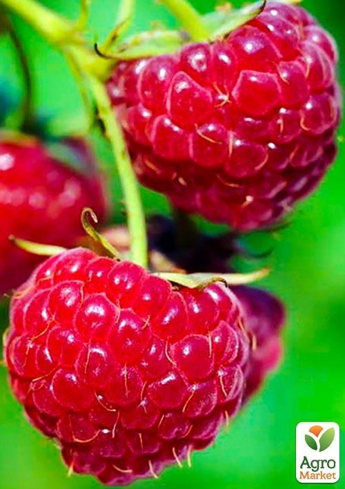 Малина "Мікер" (Meeker) (середній термін дозрівання)