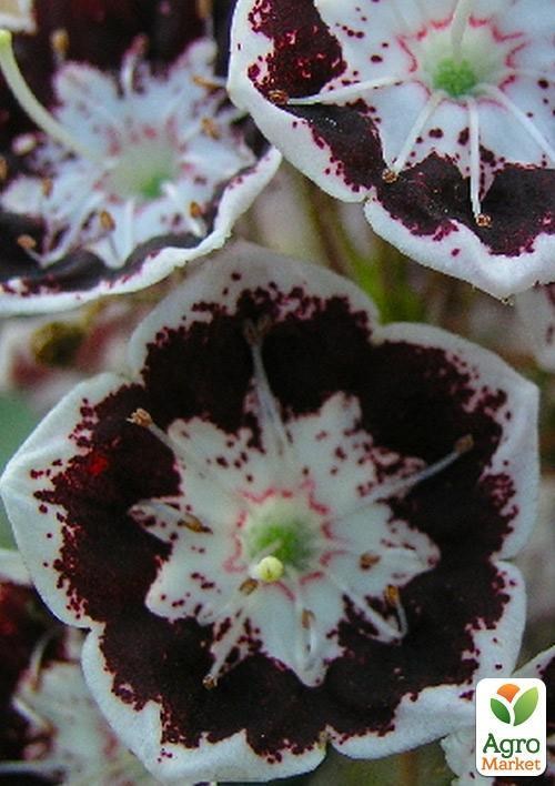 Кальмія latifolia "Black Label"