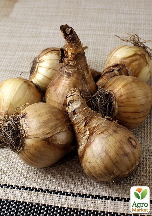 Нарцис "Avalanche" (розмір 13/15, дуже великий) 3шт в упаковці - фото 2