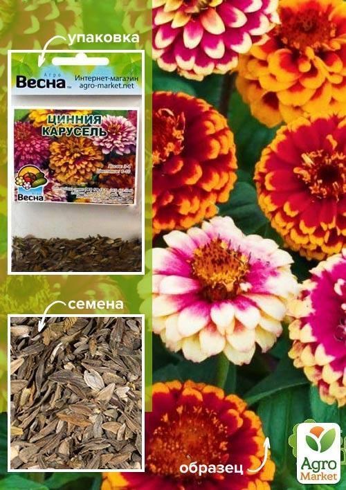 Цинія "Карусель" (Зипер) ТМ "Весна" 2г
