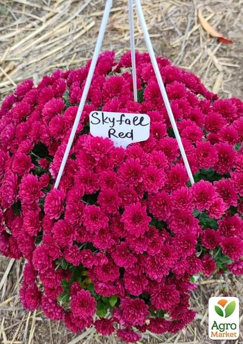 Хризантема ампельная  "Skyfall Red" 