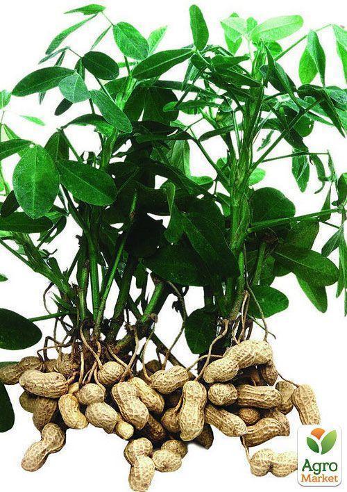 Арахіс "Валенсія Українська" ТМ "Vesna Select" 10шт - фото 4