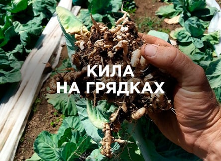Как бороться с килой на грядках?