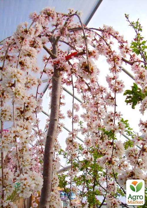 Яблоня "Райка" плакучая на штамбе (возраст от 2-х лет, высота 150-190см) - фото 2