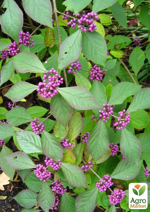 Красивоплодник бодиньера "Profusion" 3-х летний (высота 70-100см) - фото 4