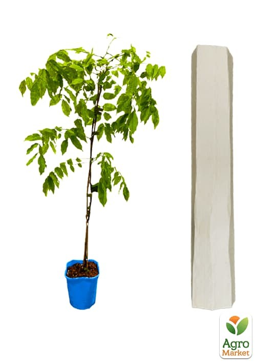 Глициния 3-х летняя японская "Домино" (Wisteria japanese Domino) С2, высота саженца 60-100см - фото 2
