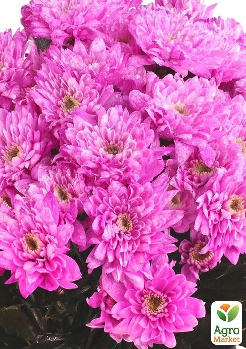 Хризантема букетна зрізувальна "Zembla Rose"