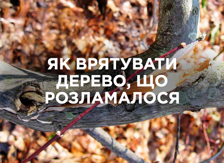 Причини розлому дерев і як їм запобігти