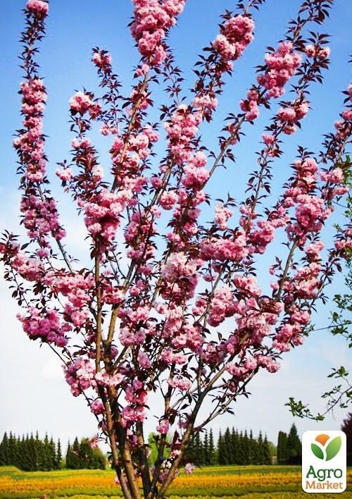 Сакура кустовая "Royal Burgundy" контейнер Р9