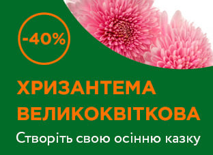 Хризантема великоквіткова -40%!