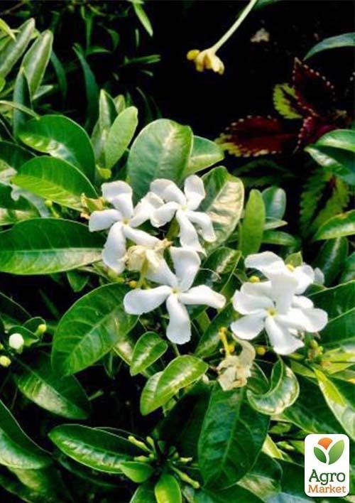 Табернемонтана элегантная