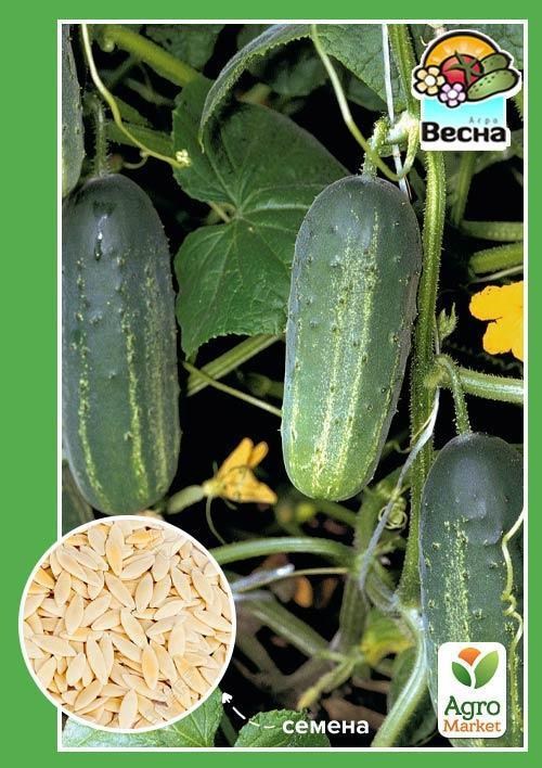 Огурец "Левина F1" ТМ "Весна" 0.5г