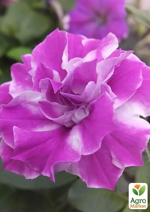 Петунія "Conchita Double Amarena Twist" (контейнер №10, висота 10-15см)