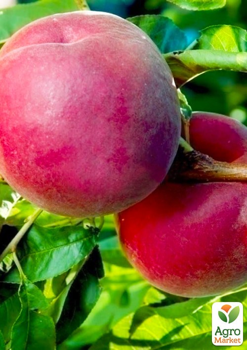 Персик "Глория" укорененный в контейнере (саженец 2 года) - фото 3