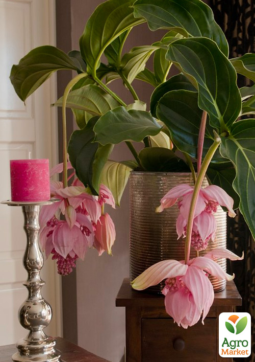 Медінілла «Magnifica» - фото 3