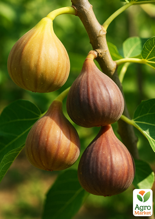 Инжир "Верте клубничный" (крупноплодный, самоплодный сорт) - фото 4