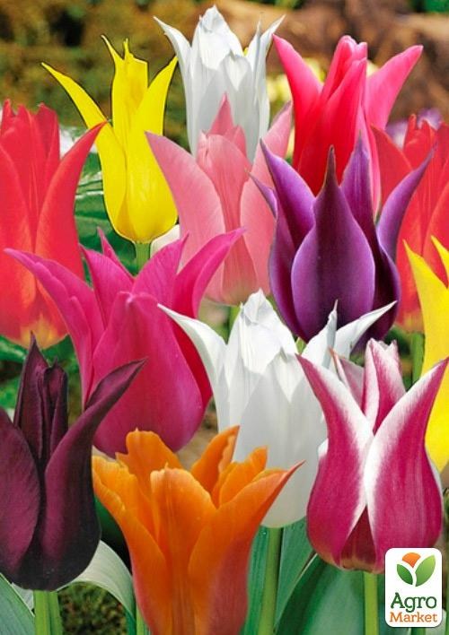 Тюльпаны Микс (Expert) "Грация" 