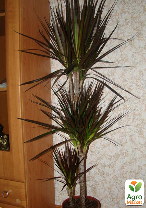 LMTD Драцена "Magenta" (трехярусная, высота 110-130см) вазон С5 - фото 7