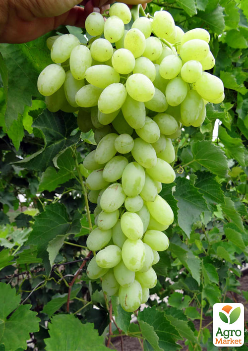 Виноград "Арсеньєвський" (кишмиш)