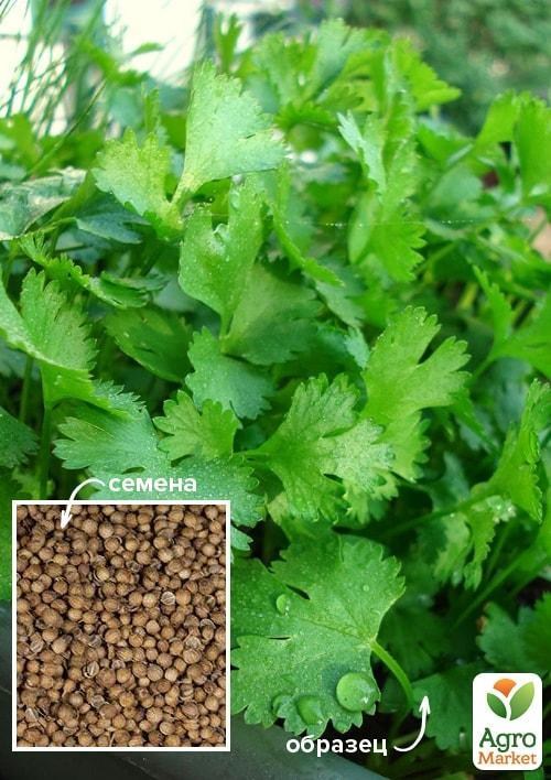 Коріандр "Літній аромат" ТМ "Весна" 500г