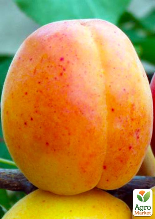 Абрикос "Млиевский Ранний" (летний сорт, ранний срок созревания)