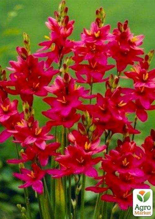 Иксия "Venus" 5шт в упаковке - фото 3