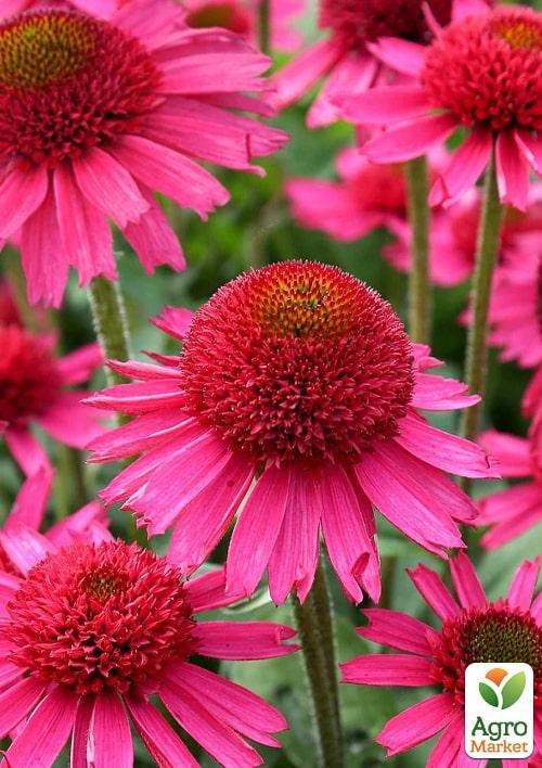Эхинацея "Delicious Candy" - фото 2