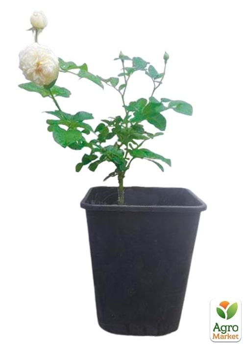 Роза в контейнере английская "Artemisl" (саженец класса АА+) - фото 3