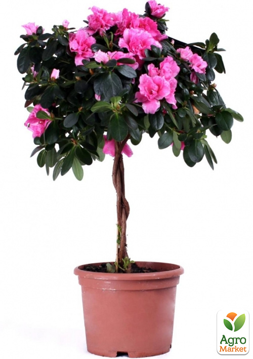 LMTD Рододендрон на штамбі квітучий 3-х річний "Pink Lace" (40-60см) - фото 6