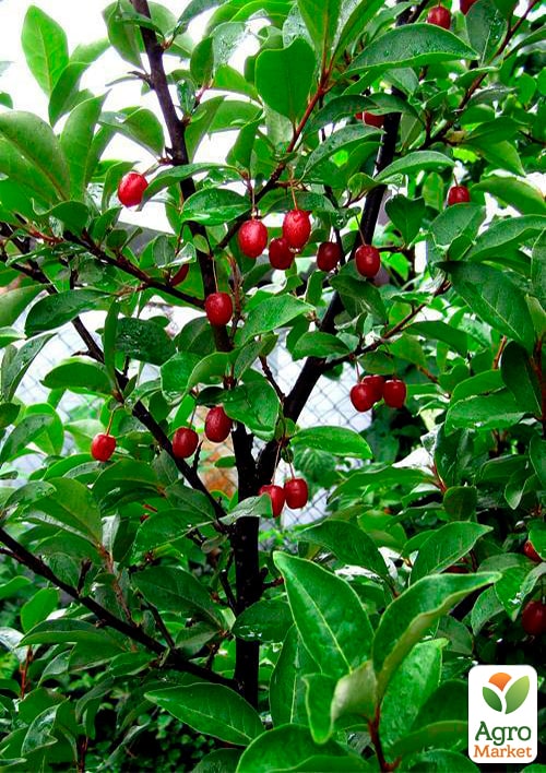 Гумі серебристолистий "Червоні перли" (Red pearl) - фото 5