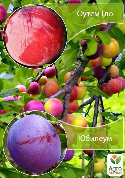 Дерево-сад Слива "Юбилеум+Оутем Гло" 
