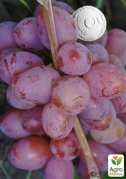 Виноград "Памяти Хирурга" (ранний срок созревания, морозостойкость высокая до -23⁰С) - фото 4