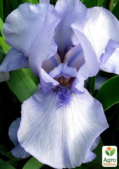 Ирис карликовый "Shy Violet" 