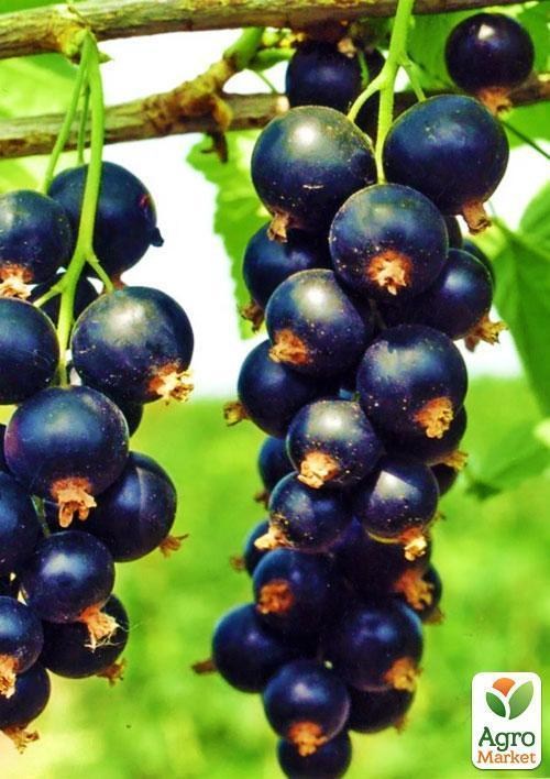 Смородина черная "Нива" (средний срок созревания)