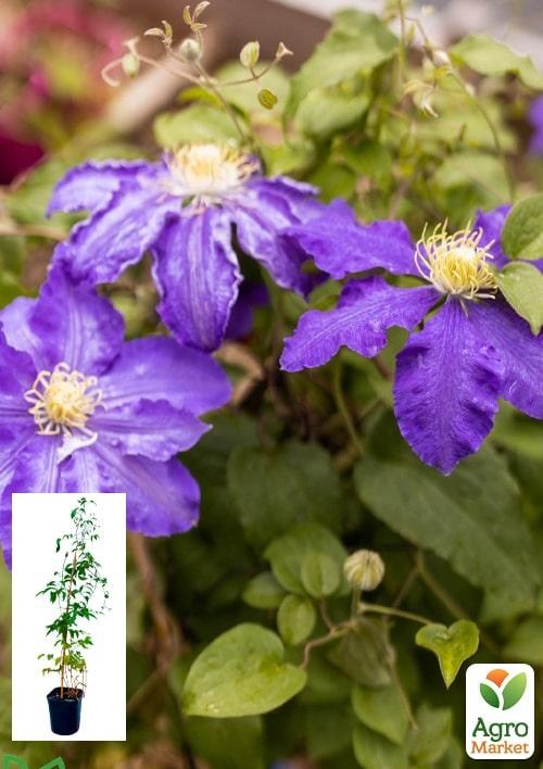 Клематис 3-х летний "Lasurstern" С2