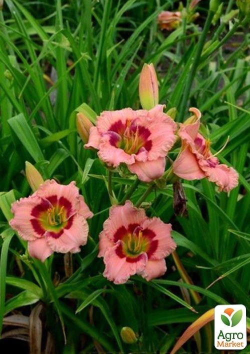 Лілійник "Beautiful Jealous Eyes" 1шт в упаковці - фото 3