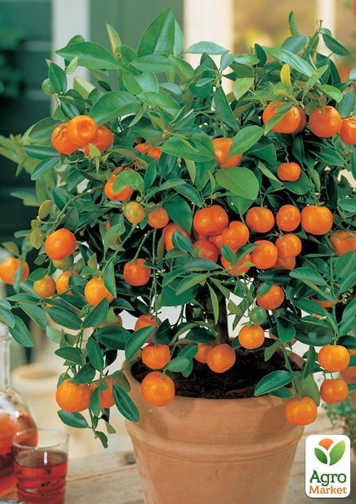 Мандарин "Ковано-Васе"