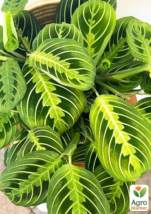 Маранта "White Streep" - фото 6