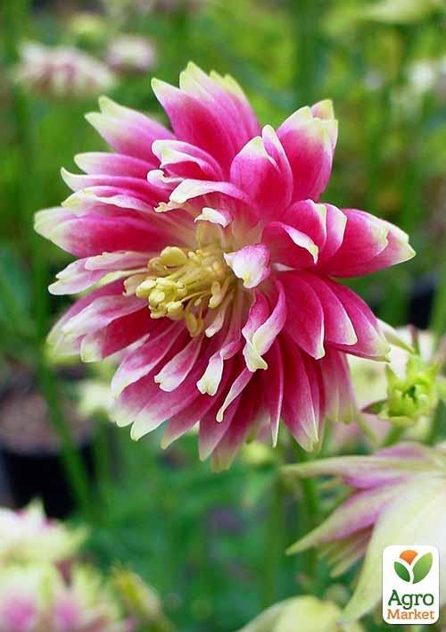 Аквілегія махрова "Nora Barlow" 1шт в упаковці - фото 5