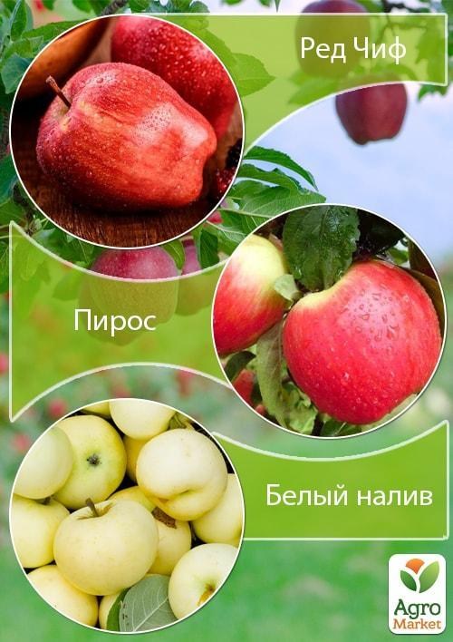 Дерево-сад Яблоня "Ред Чиф+Пирос+Белый налив" 